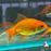 Fantail - Assorted (Local) XL-10