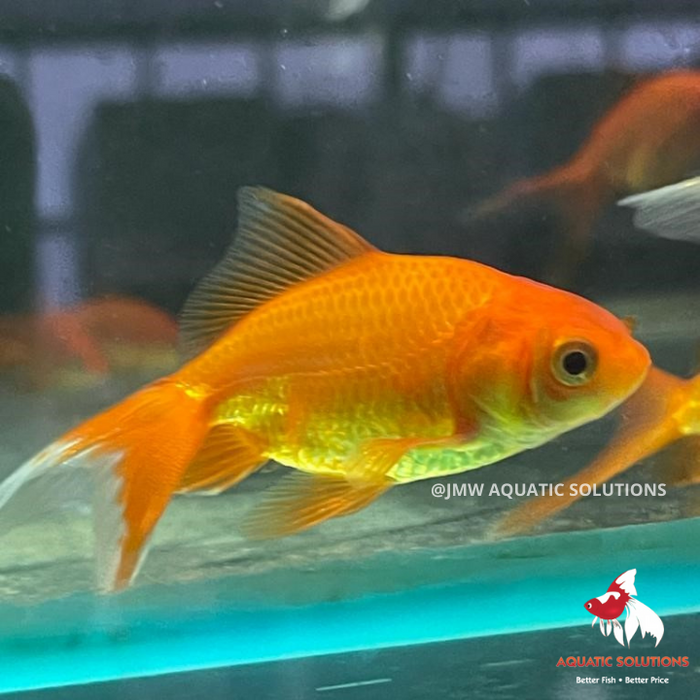 Fantail - Assorted (Local) XL-10
