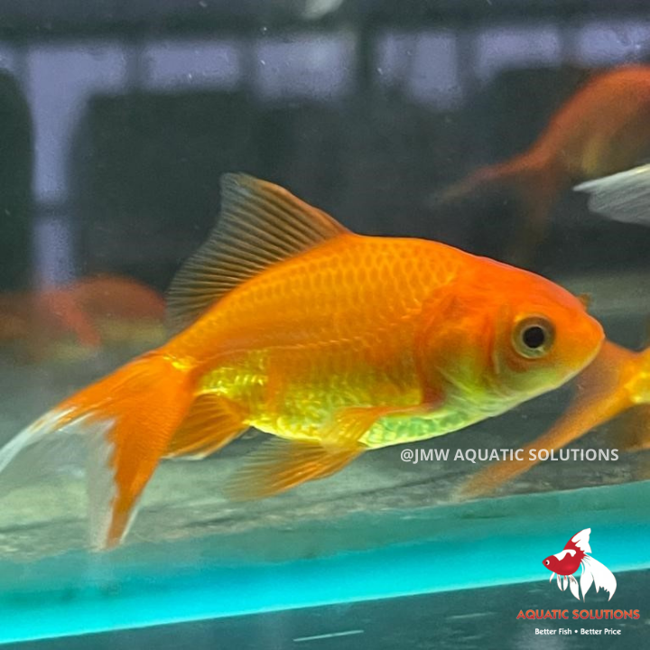 Fantail - Assorted (Local) M-6
