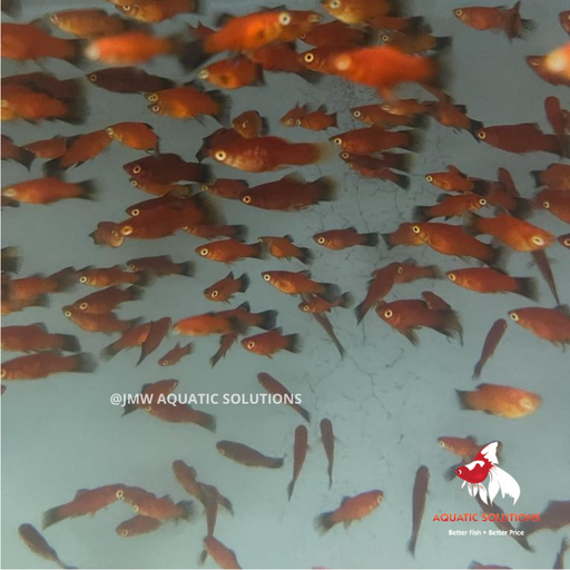 Feeder Platy (Local) L-3.5