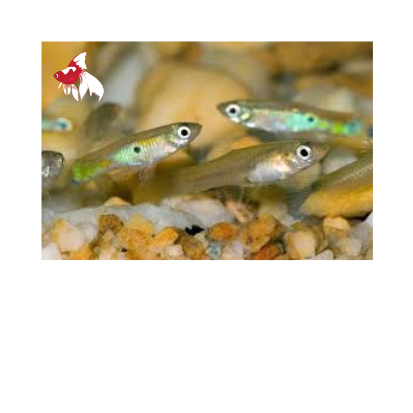 Feeder Guppy (Local) M-2.5