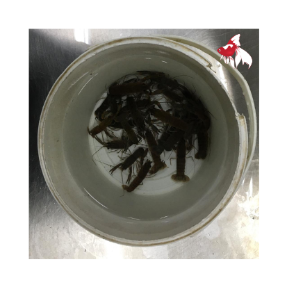 Feeder Yabby (Local) 2-4cm