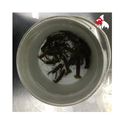 Feeder Yabby (Local) Bulk x100 2-4cm