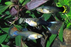Assorted Guppy (Local) - Pair S 2-3.5cm