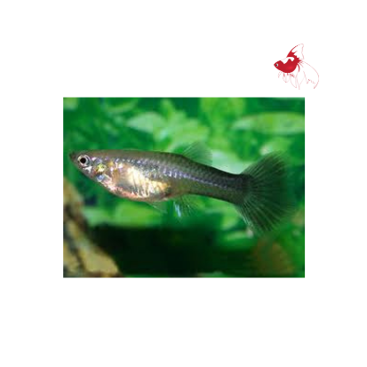 Black Guppy - Female M-4