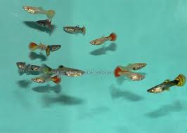 Assorted Guppy (Import) - Female Bulk 200+ M-3