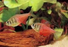 Flame Tetra (Local) M 2-3