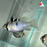 Ram - Blue German (Local) ML-4.5 (Nice!)