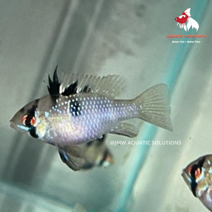 Ram - Blue German (Local) Bulk 30+ ML-4.5