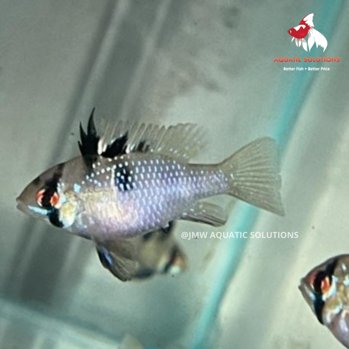 Ram - Blue German (Local) Bulk 30+ ML-4.5