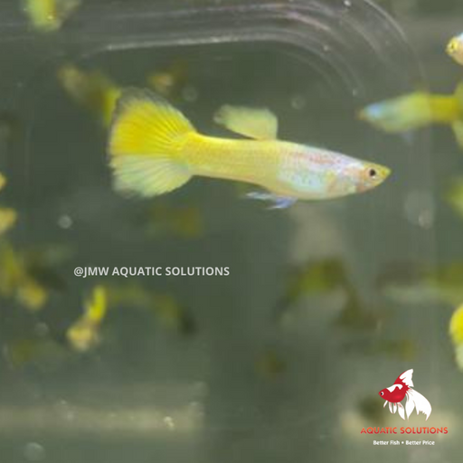 German Yellow Guppy - Male M-4