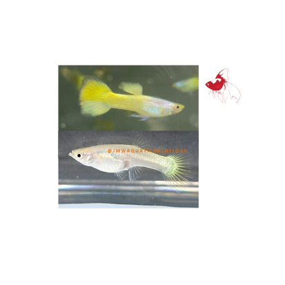 German Yellow Guppy - Pair 4cm