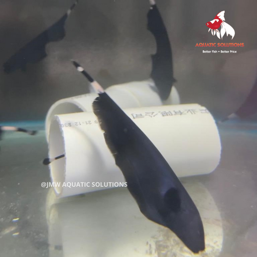 Ghost Knifefish - Black ML-9