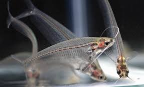 Glass Catfish ML-6