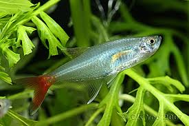 Glass Bloodfin Tetra L-4.5 (Nice!)
