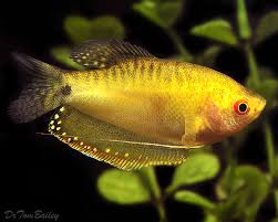 Gold Gourami (Local) S-4 (Limited Numbers!)