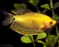 Gold Gourami (Local) ML-6 (Nice!)