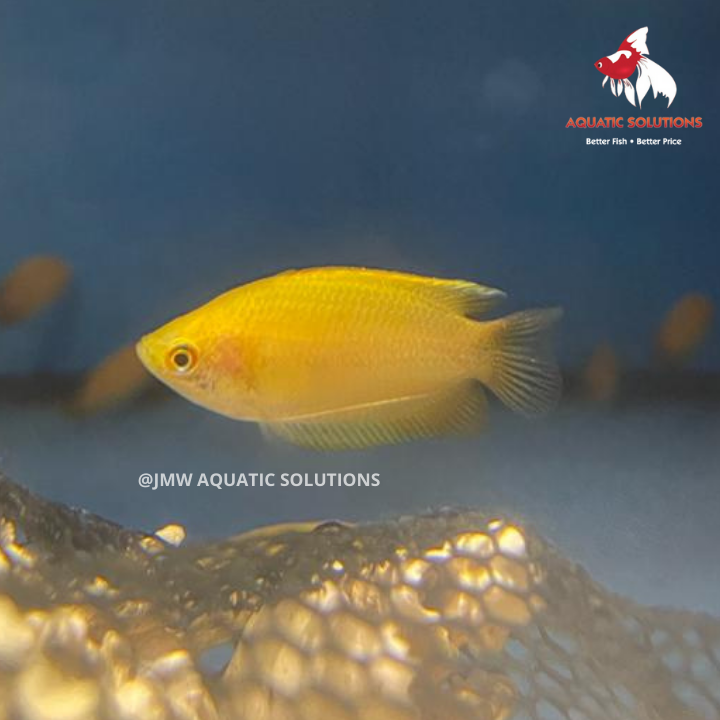 Honey Gourami - Golden (Import) M-4