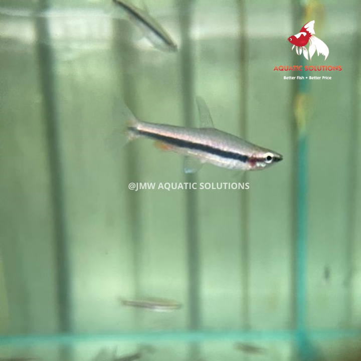 Pencil Fish - Golden ML 3-4 (Nice!)