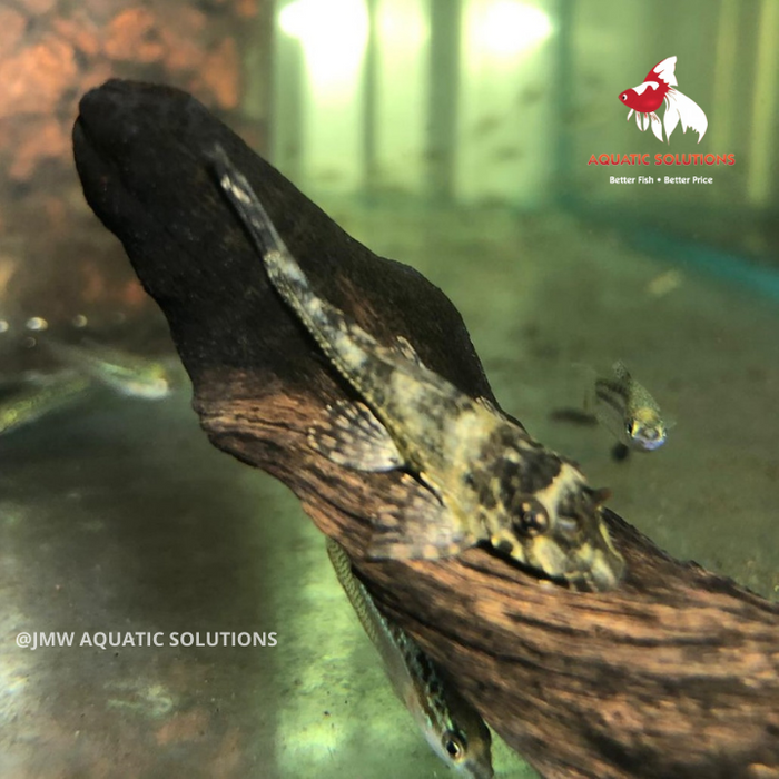 Plecostomus - Gold Spot L001/022 (Local) ML-8 (1 ONLY!)