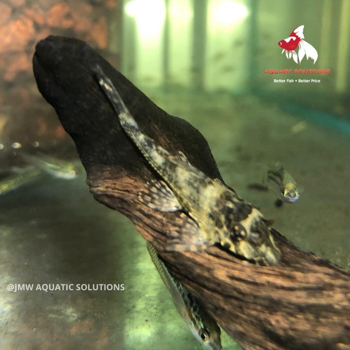 Plecostomus - Gold Spot L001/022 (Local) ML-8 (1 ONLY!)