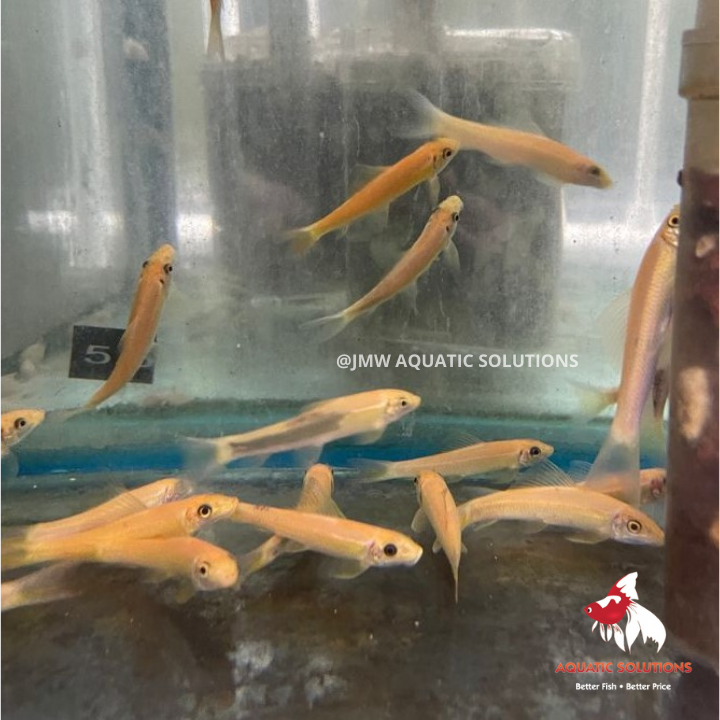 Sucking Catfish - Gold XXL-10