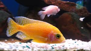 Gold/Tangerine Peacock ML-7 (Nice!)