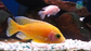 Gold/Tangerine Peacock L-9 (Nice!)