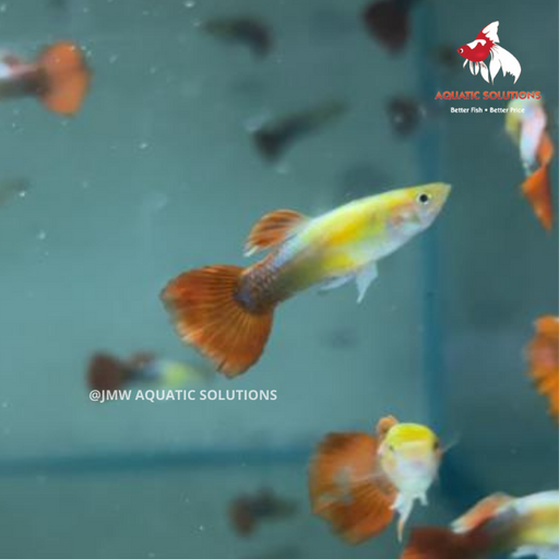 Golden Tuxedo Guppy - Male M-4