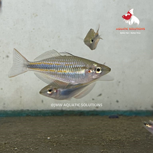 Goyder River Rainbow (Local) XL-10 (Show!)