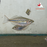 Goyder River Rainbow (Local) L-8 (Nice!) (Limited Numbers!)