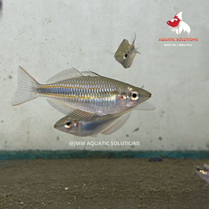 Goyder River Rainbow (Local) L-8 (Nice!)