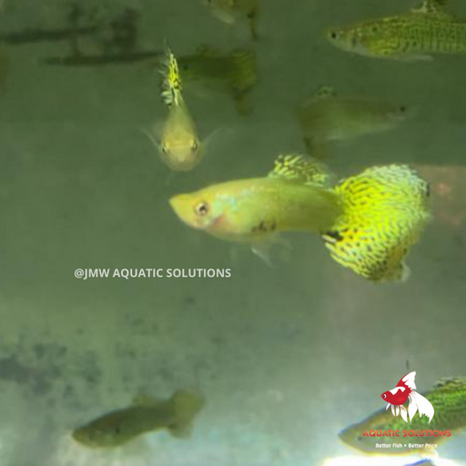 Green Cobra Guppy - Female  M-4