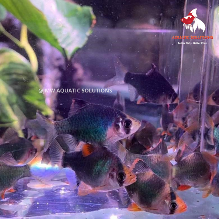 Tiger Barb - Green (Local) Bulk 50+ S-2