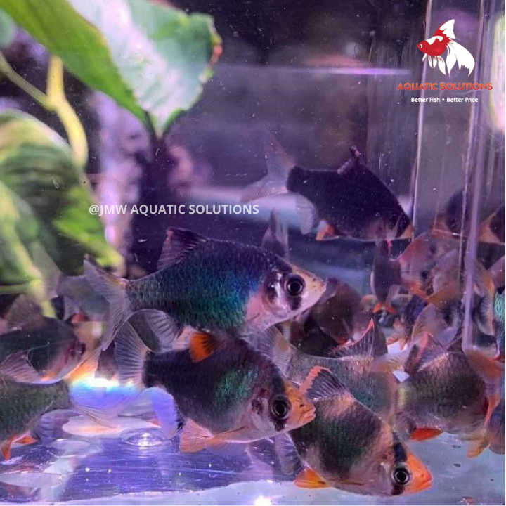 Tiger Barb - Green (Import) M 3-4