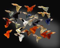 Assorted Fancy Guppy Indo - Female S 2.5-3