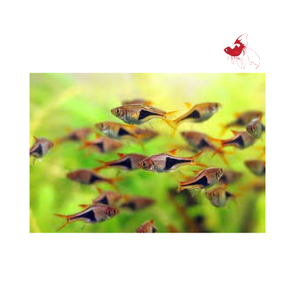 Harlequin Rasbora (Import) Bulk 100+ ML-3