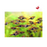Harlequin Rasbora (Import) M 2-3