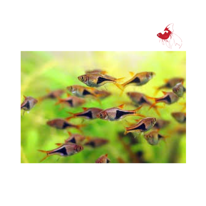 Harlequin Rasbora (Import) L 3-4 (Nice!)