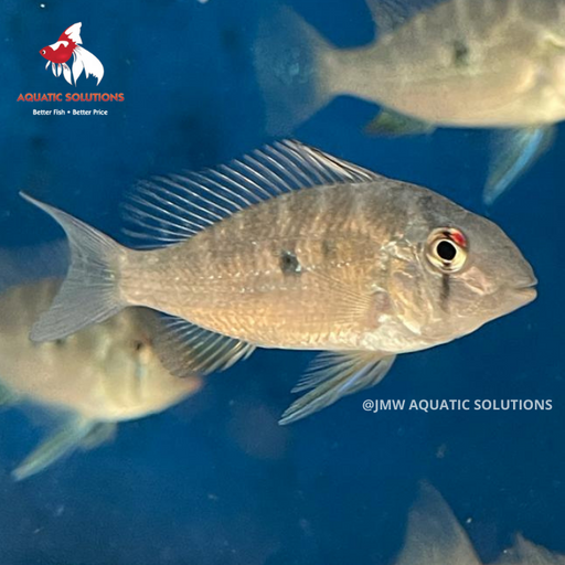 Heckelii (Threadfin Acara) (Local) S-4