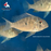 Heckelii (Threadfin Acara) (Local) ML-6 (Limited Numbers!)