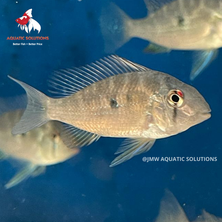 Heckelii (Threadfin Acara) (Local) ML-6 (Limited Numbers!)