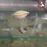 Honey Gourami (Import) M-4