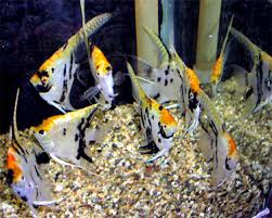 Koi Angel (Local) XL-8.5 (Nice!) (2 ONLY!)