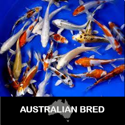 Assorted Koi (Local) M-7.5 SPECIALS!