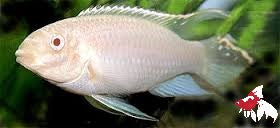 Kribensis - Albino (Import) S-4