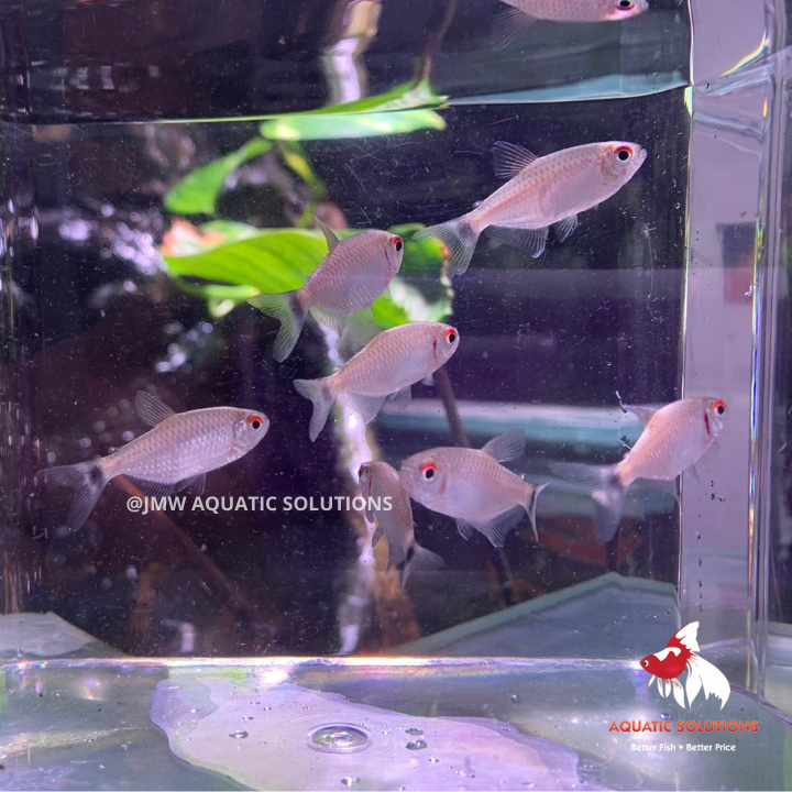 Lampeye Tetra - Redeye (Import) Bulk 100+ ML 4-5