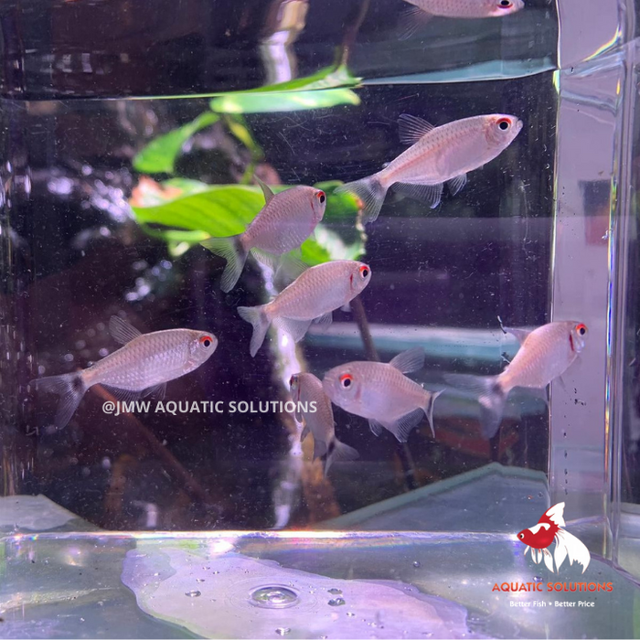 Lampeye Tetra - Redeye (Import) ML 4-5