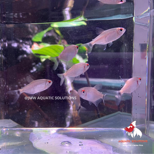 Lampeye Tetra - Redeye (Import) M-3 (Limited Numbers!)