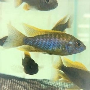 Lemon Jake Peacock ML-7 (Nice!) (Limited Numbers!)